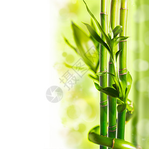绿色竹子背景,水疗图片