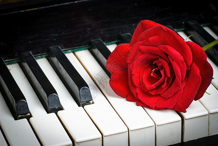 复古钢琴键盘红玫瑰特写图片