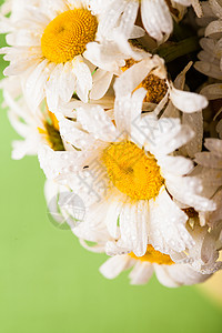 花瓶里的白色雏菊水滴图片