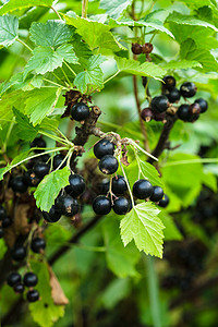 黑色醋栗灌木,浆果图片