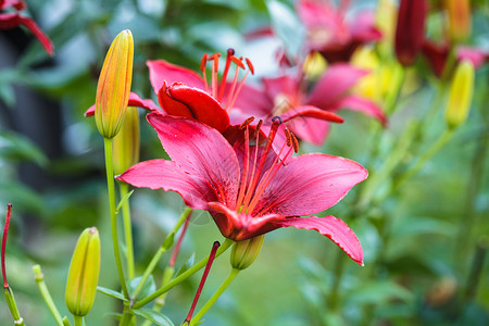 褐红色的39黑出39百合花花坛上,背景