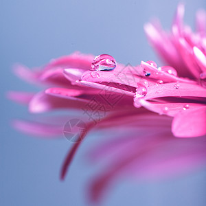 蓝色背景上粉红色花朵上的水滴图片