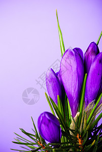 番红花特写紫罗兰的背景上背景图片