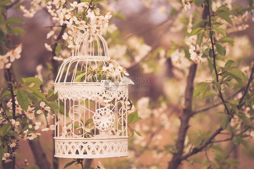 日落时樱花树上的鸟笼复古色调图片