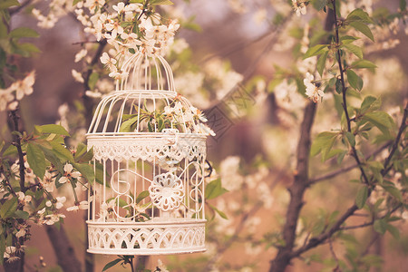 白色鸟笼日落时樱花树上的鸟笼复古色调背景
