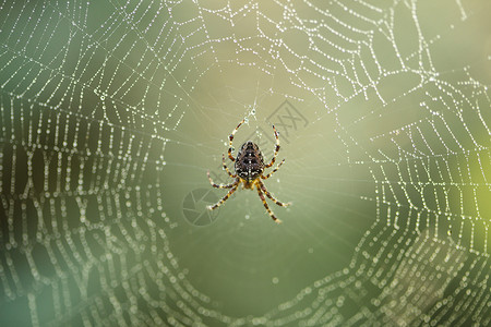 雌蜘蛛蜘蛛网页,观视图背景