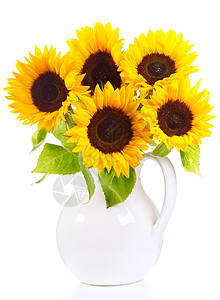 花瓶中向日葵向日葵孤立白色的背景上背景