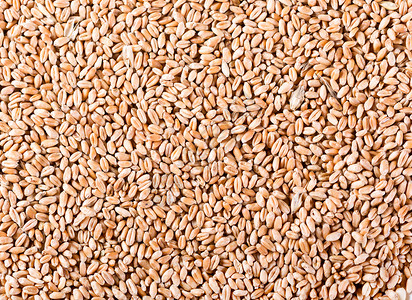 小麦籽粒背景图片