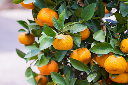 挂树上的成熟柑橘果实的图片图片