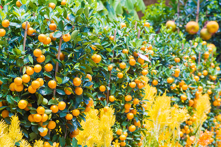 挂树上的成熟柑橘果实的图片图片