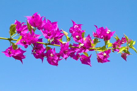 粉红色盛开的花朵映衬着蓝天高清图片