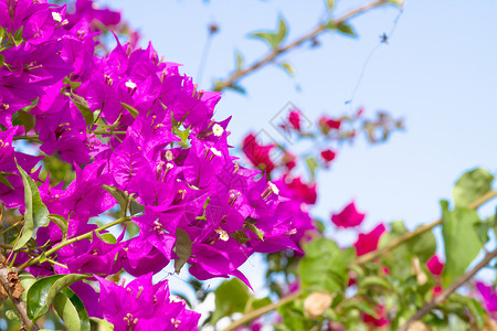 维尔诺斯粉红色盛开的花朵映衬着蓝天背景