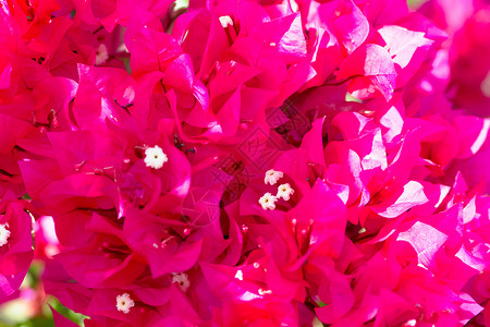 红色紫色花朵粉红色盛开的花朵映衬着蓝天背景
