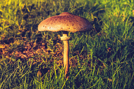 日落时野生蘑菇图片
