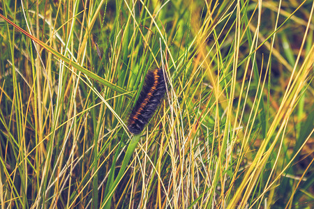草地上的大毛毛虫背景图片
