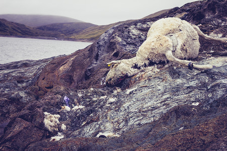 山里的死羊图片
