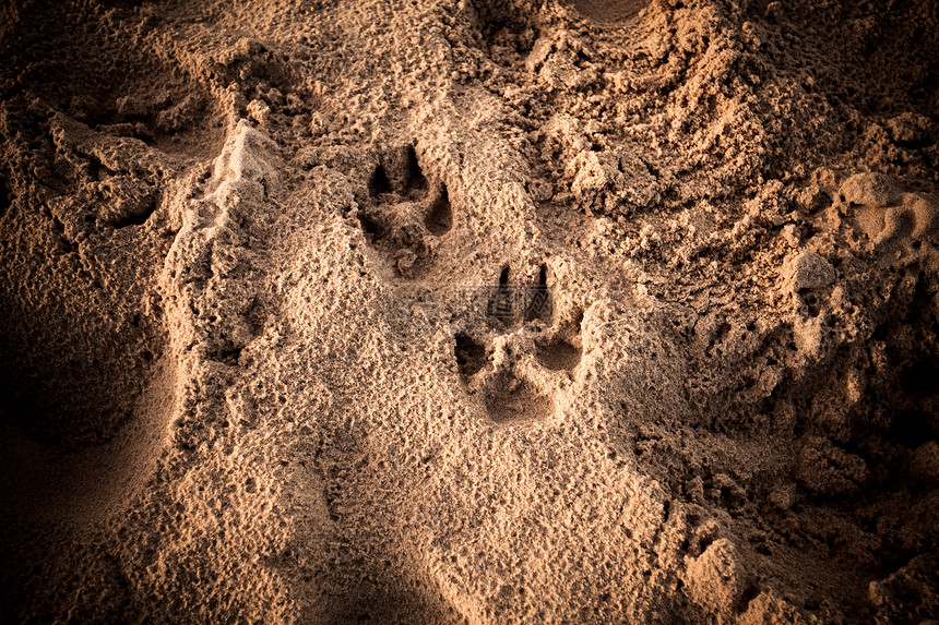 狗的脚印沙子里图片