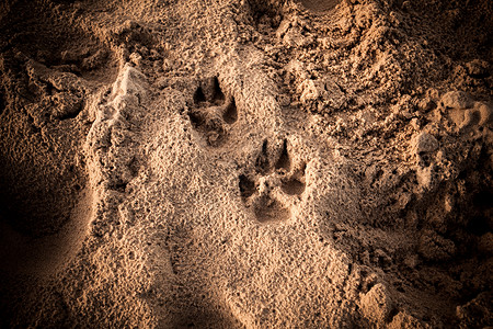 狗的脚印沙子里背景图片
