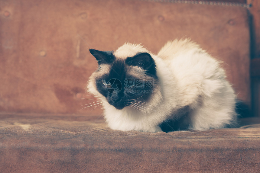 漂亮的猫坐沙发上放松图片
