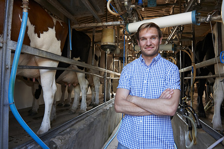挤奶棚养牛的农民画像图片