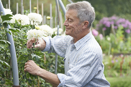 继代培养老人花园里种花背景
