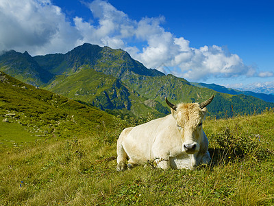 高加索山脉的高山草甸中的牛图片