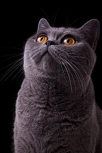 灰色英国猫的鼻子,黑色背景上深眼睛图片
