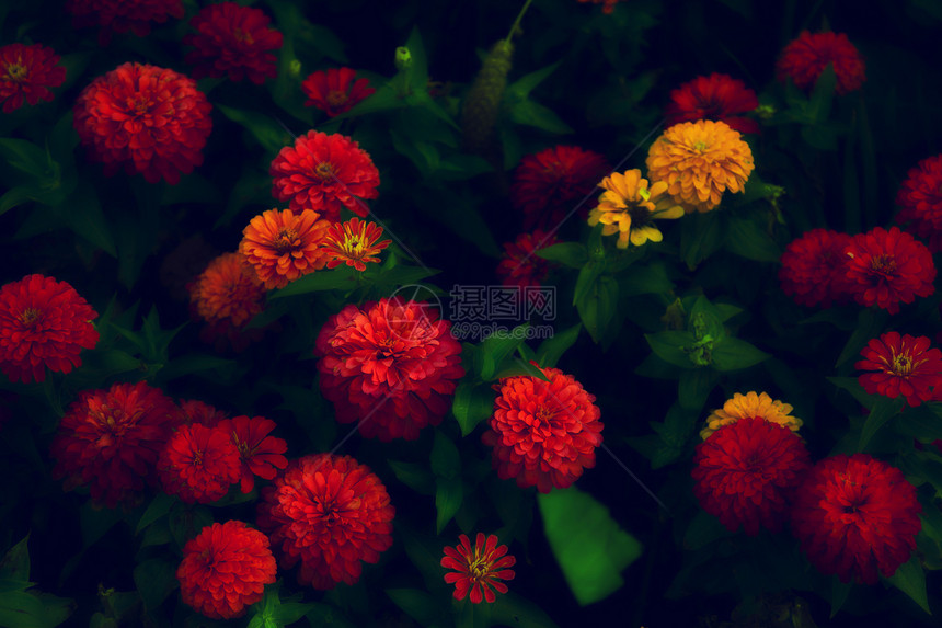 美丽的五颜六色的花园花与草特写图片