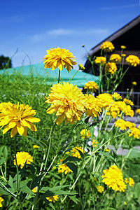 黄色万寿菊映衬着蓝天房子图片