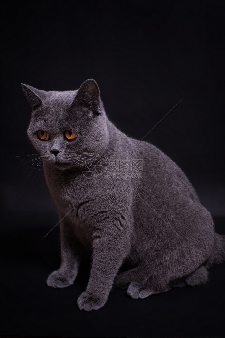 灰色纯种英国猫的黑色背景图片