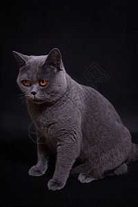 灰色纯种英国猫的黑色背景图片