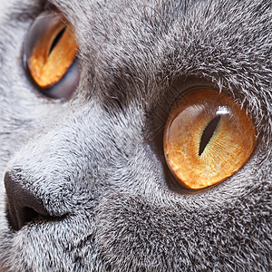 趣的灰色英国猫,明亮的黄色眼睛特写图片