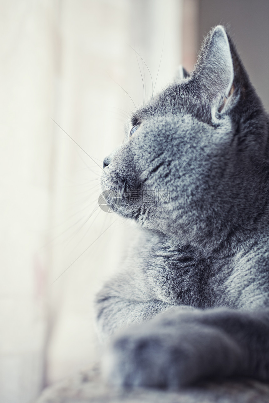 灰色的英国猫躺窗户附近图片