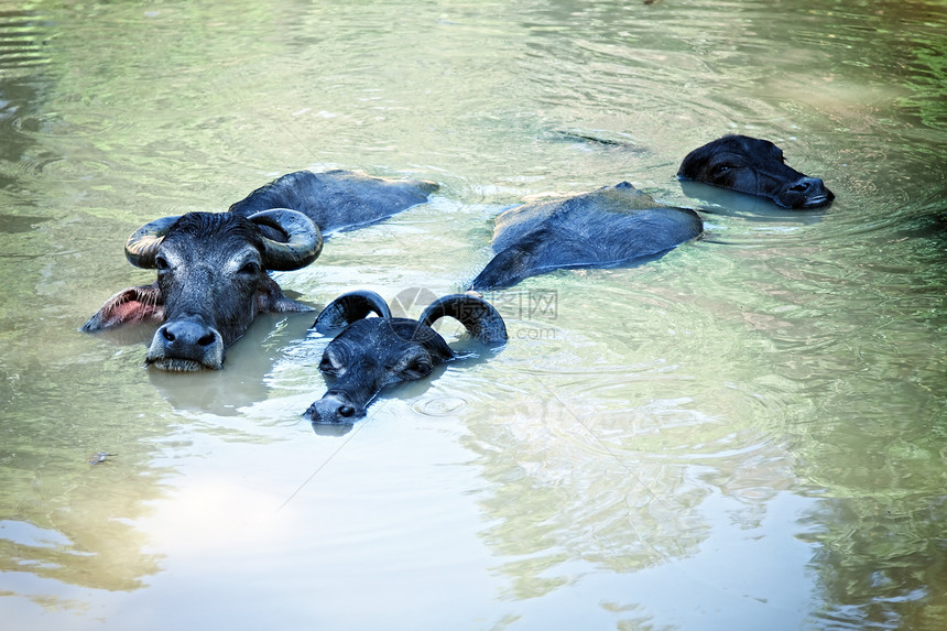 三只黑色水牛湖里游泳图片