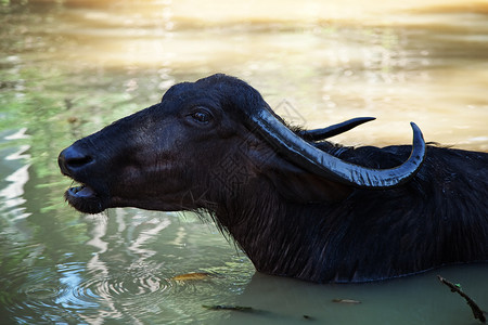 黑色水牛湖边的特写镜头里游泳背景图片