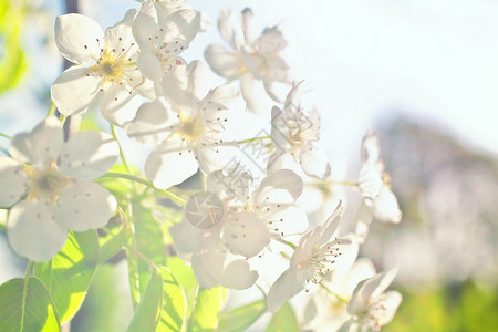 苹果树的白色花朵紧贴着图片