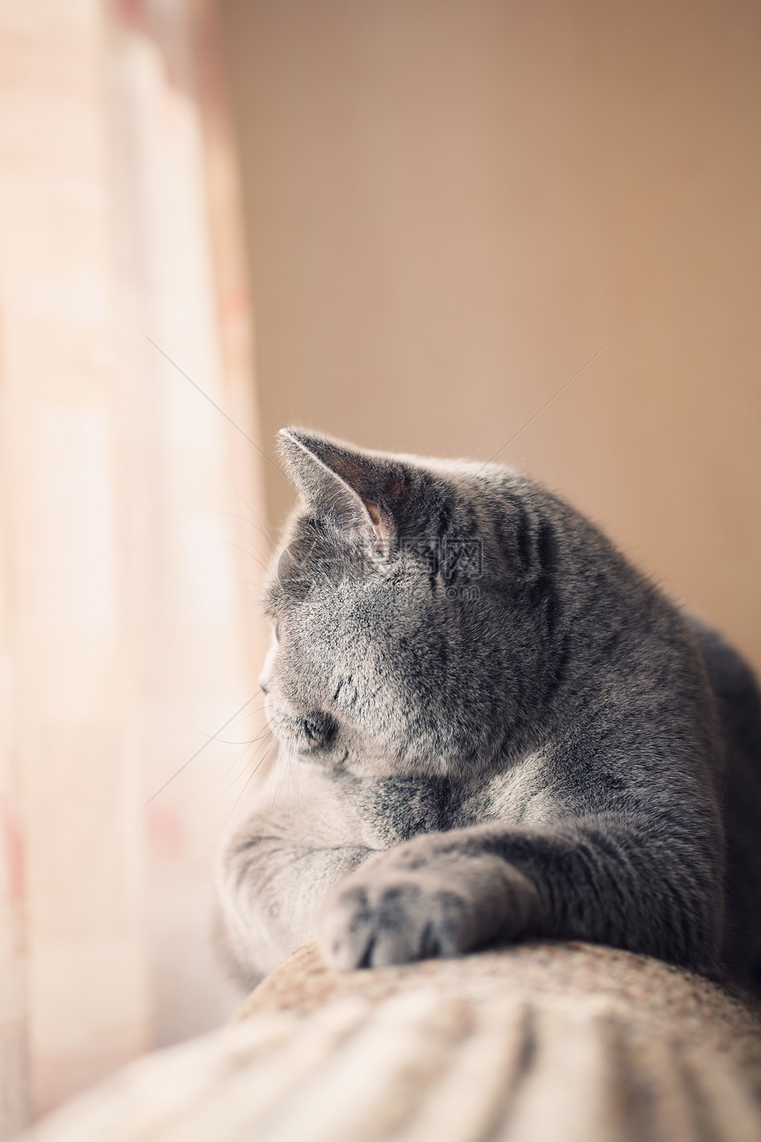 英国灰猫躺窗户上图片