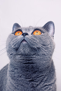 灰色短毛英国猫,明亮的黄色眼睛图片