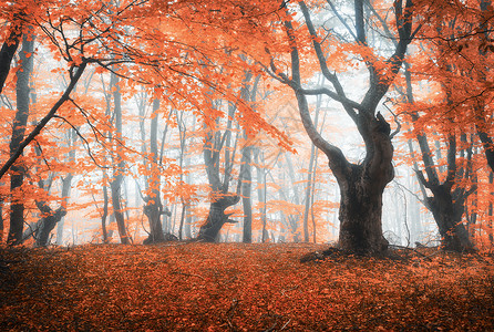 雾中秋树背景图片