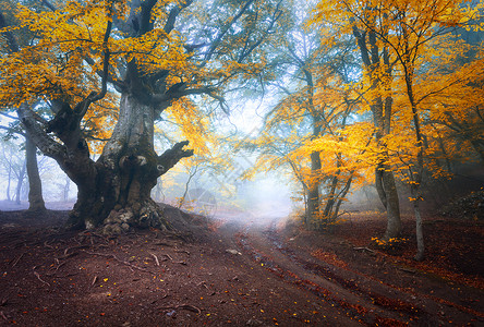 南京仙林雾中的秋树古老的神奇树,大树枝,橙色红色的叶子神秘的秋天森林雾中的道路仙林五颜六色的风景薄雾树自然背景