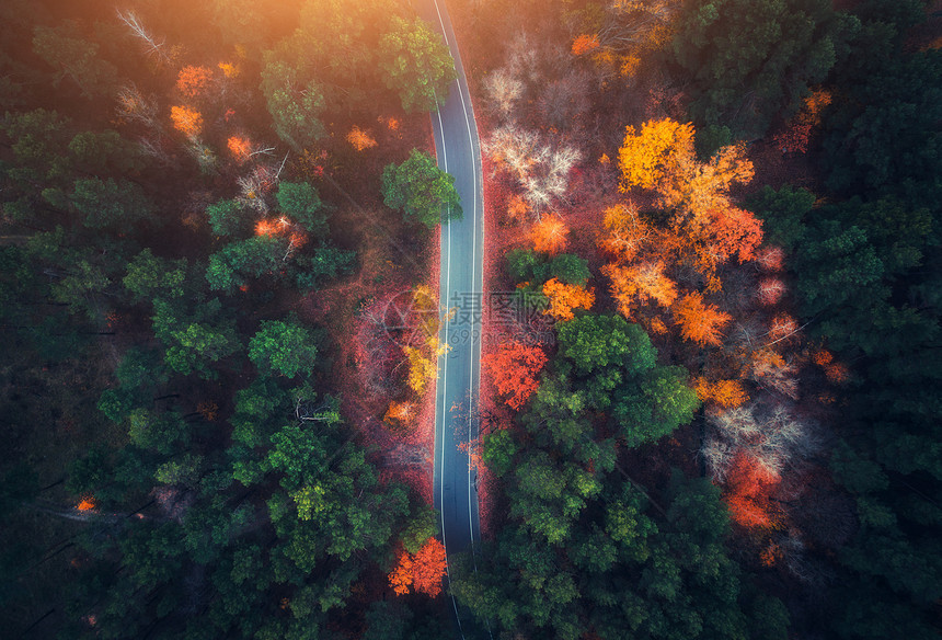 日落时美丽的秋林中的道路鸟瞰美丽的风景与空旷的乡村道路,树木与绿色,红色橙色的叶子穿过公园的高速公路飞行无人机的顶图片