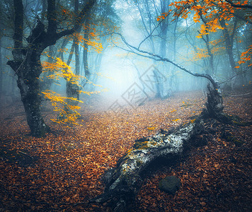 黑暗的森林蓝雾中的仙女森林神秘的秋天森林,雾中小径老树惊人的景观与树木,原木,道路,五颜六色的橙色叶子自然背景神奇背景