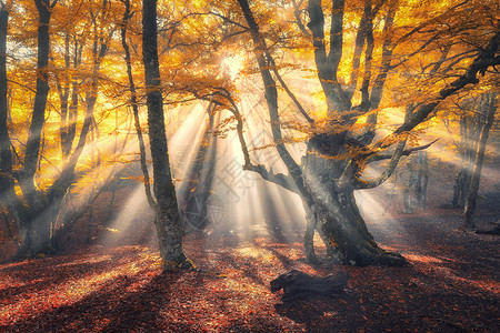 佟大为早上阳光的神奇老树早上阳光的神奇的老森林雾中令人惊叹的森林五颜六色的景观,雾蒙蒙的森林,金色的阳光,橙色的叶子背景