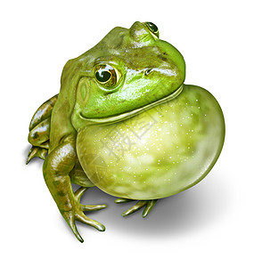 青蛙的喉咙膨胀,种绿色两栖动物,动物保护环境教育的自然象征,为个健康的淡水生态系统背景图片