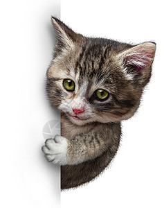 猫小猫个空白的垂直卡片标志,个可爱的猫与微笑的快乐表情,支持传达个与宠物保健福利关的信息背景图片