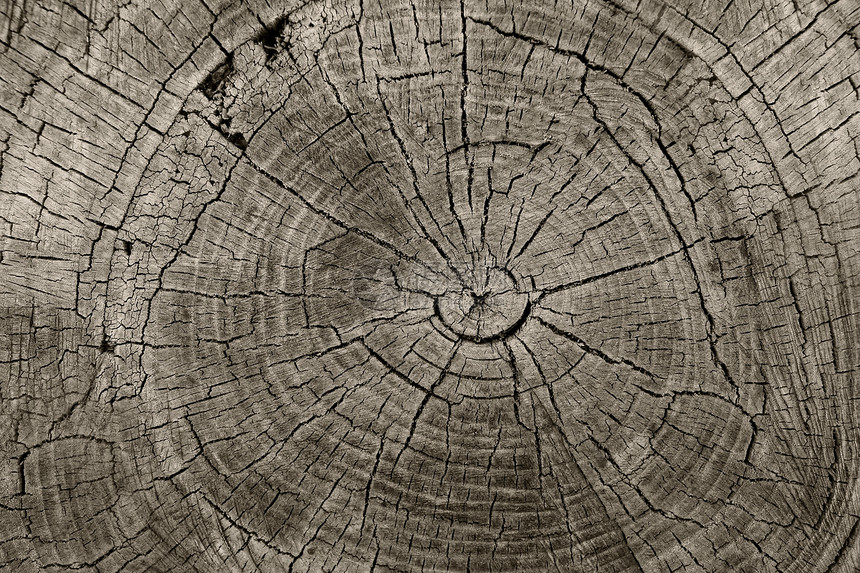 树环古老的风化木材纹理与横截的切割原木同心生长环个平坦的自然背景林业老化的保护图片