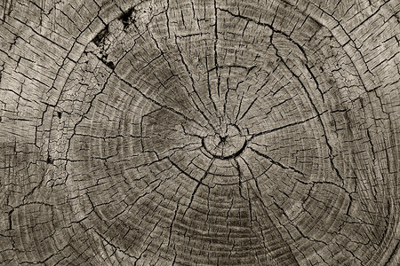 树环古老的风化木材纹理与横截的切割原木同心生长环个平坦的自然背景林业老化的保护背景图片