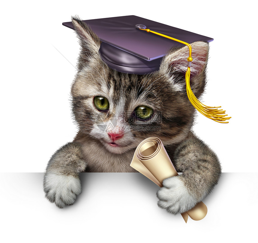 宠物学校的,只可爱的快乐小猫戴着毕业帽,着文凭,动物训练兽医教育的象征,白色的背景下,空白图片