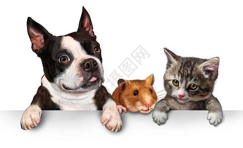 胖猫和仓鼠宠物标志兽医宠物商店动物收养广告营销信息与个可爱的狗仓鼠只猫挂个水平的白色标语牌与背景