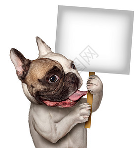 公牛狗着个空白的白色标志只法国斗牛犬,带着微笑的快乐表情,支持传达关于宠物产品动物护理兽医服务的信息背景图片